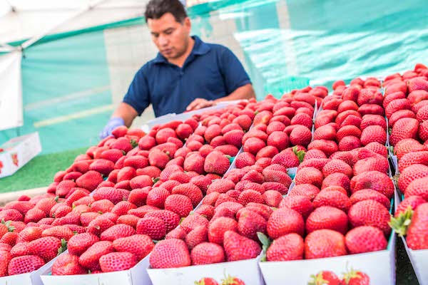 Display of fresh strawberries at a farmer's market